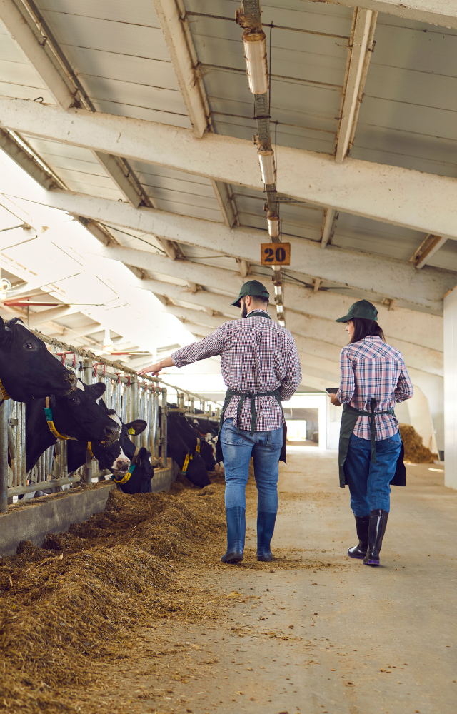 casal de veterinários fazem checagem de rebanho enquanto vacas de leite se alimentam
