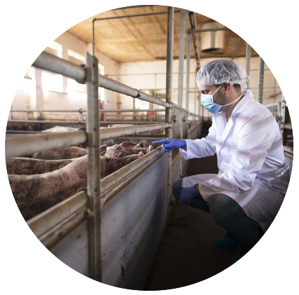 veterinário com toca, máscara e luvas, agachado próximo a suínos adultos em fazenda de produção