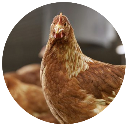galinha de fazenda de produção