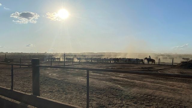 imagem de peão montado a cavalo, com bovinos em confinamento, contra o sol