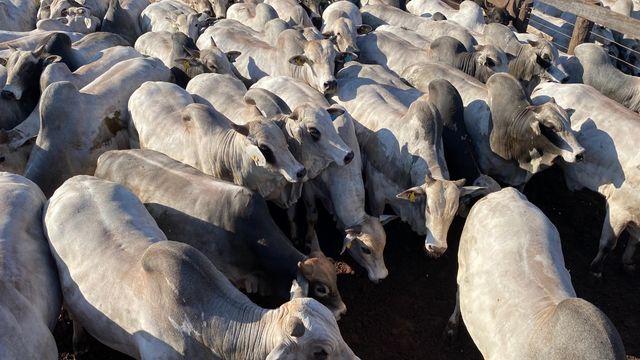 bovinos raça nelore dentro de curral