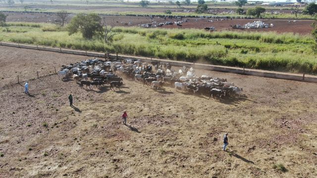 imagem aérea mostra peões fazendo manejo "sem nada nas mãos" com bovinos em curral