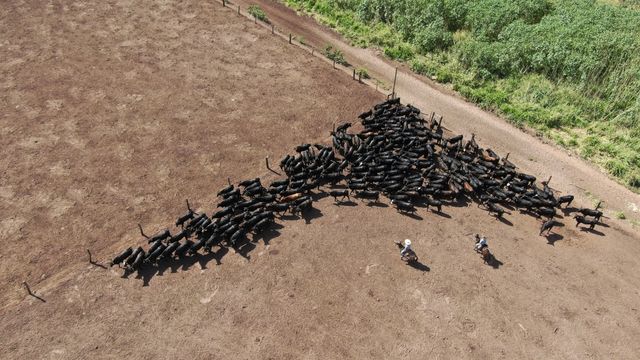 imagem aérea mostra peões fazendo manejo "sem nada nas mãos" com bovinos em curral