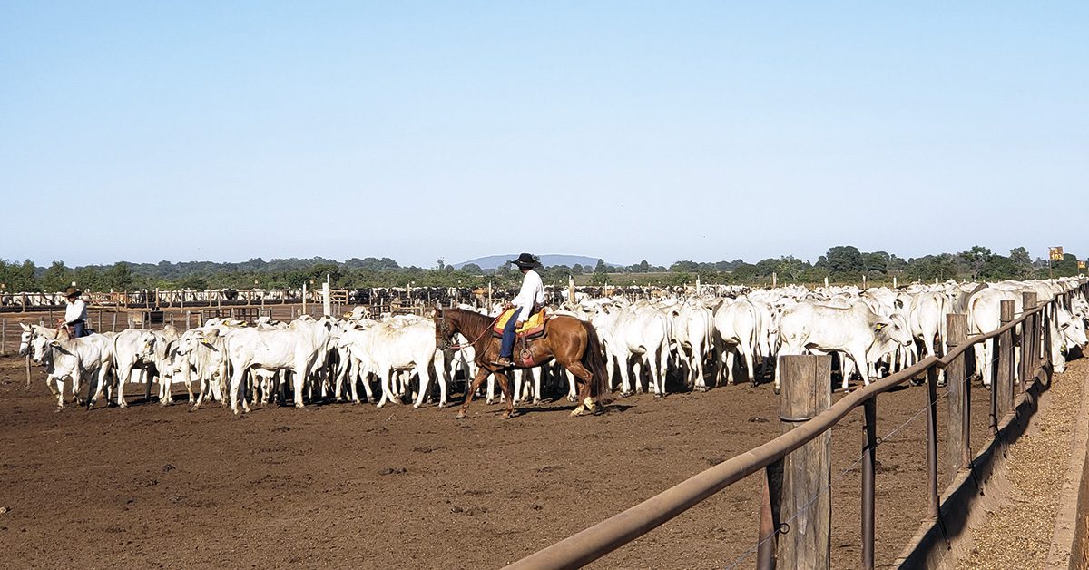 Aclimatação: animais rodam pelos quatro cantos da baia, sem serem tocados.